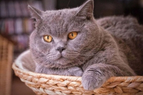 В Белгородской области кот спас свою хозяйку от смерти