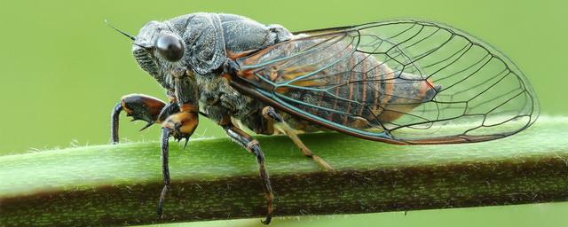 Ученые впервые обнаружили в Подмосковье певчую цикаду