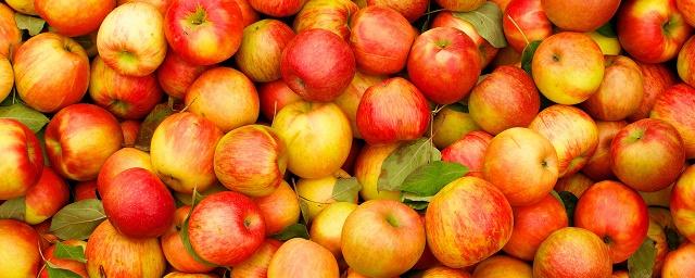 В Кургане уничтожили 739 кг санкционных яблок из Польши