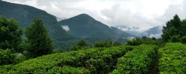 В Краснодарском крае урожай чая в 2018 году увеличится на 8%