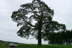 Жители Удмуртии решают, какое возрастное дерево представить на российский конкурс