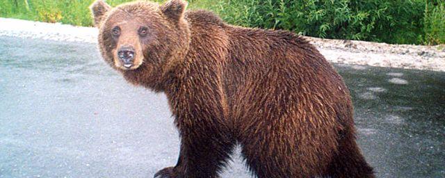 На РЖД подали в суд за гибель медведя под колесами поезда в Серово