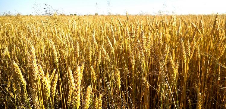 Россия и Китай согласовали протоколы по поставкам зерна