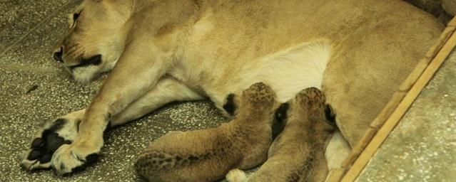 В зоопарке Екатеринбурга родились два африканских львенка