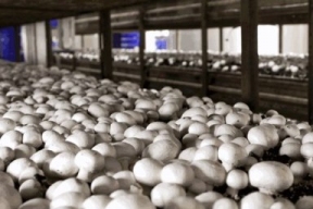 В Подмосковье к концу года будет удвоено производство грибов
