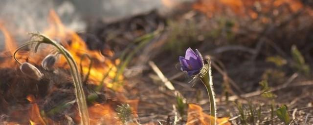 В Новосибирской области за сутки потушили 55 возгораний сухой травы