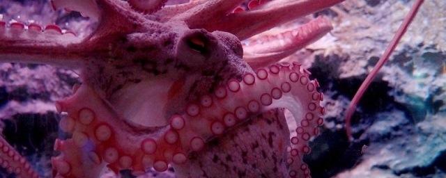 Сбежавший из Приморского океанариума осьминог оказался самкой