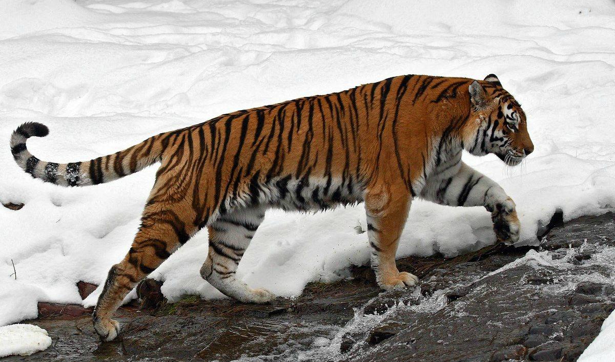 Численность амурских тигров к 2022 году может вырасти до 700 особей