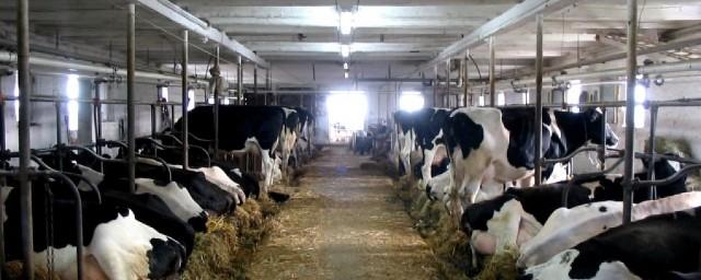 В Удмуртии открыли новую ферму на 800 коров