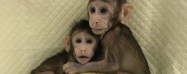Генетики впервые клонировали обезьяну по методике «овечки Долли»