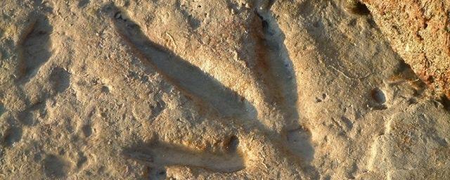 На юге КНР археологи обнаружили следы динозавров возрастом 180 млн лет