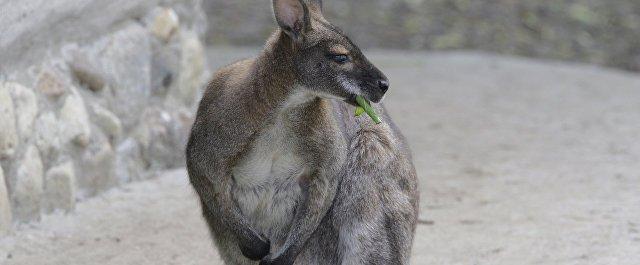 В Новосибирском зоопарке самка кенгуру выгнала из сумки детеныша
