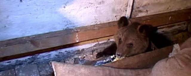 Найденного в Солонешном медвежонка отдадут в Барнаульский зоопарк