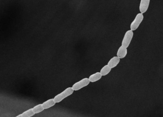 Ученые обнаружили самую крупную бактерию длиной в два сантиметра