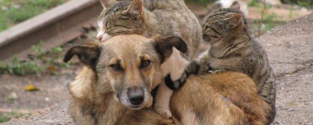 Хозяев сбежавших кошек и собак в Тюмени обяжут выплатить штраф
