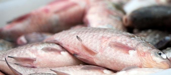 Росрыболовства: Потребительские цены на рыбу выросли на 6%