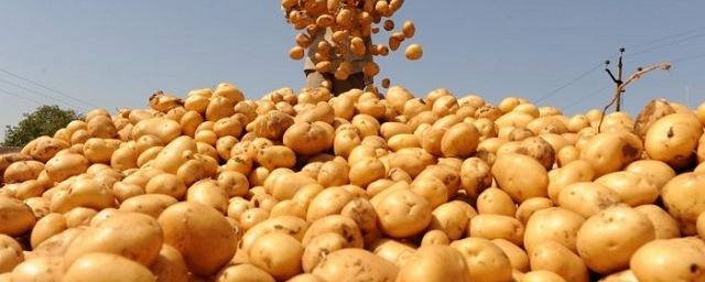 Хабаровские власти заявили о высокой урожайности картофеля в 2017 году