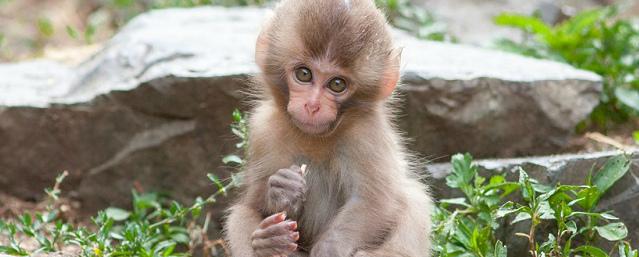 Сотрудник зоопарка в Чите «ушел в декрет» по уходу за обезьянкой