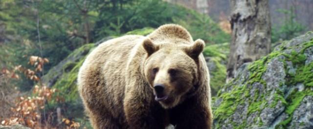 В Канаде на охотившегося с луком и стрелами мужчину напал медведь