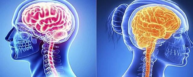 Ученые нашли различия в работе женского и мужского мозга
