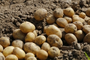 В КГАУ создали дешевое удобрение для повышенной урожайности картофеля