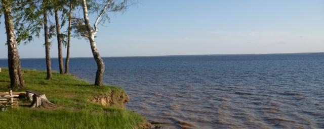 Мальки судака стремительно гибнут в Горьковском море