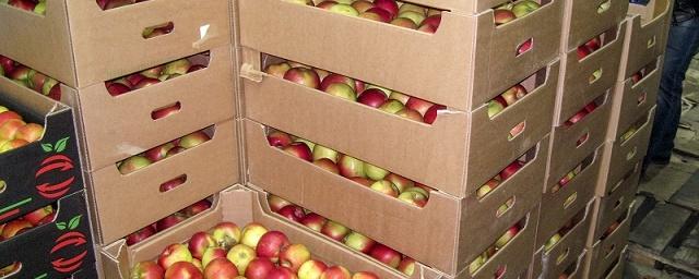 В Ульяновске уничтожили 936 кг санкционых яблок из Польши