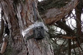 В ДНР нашли камеру спецслужб Украины на дереве у железной дороги