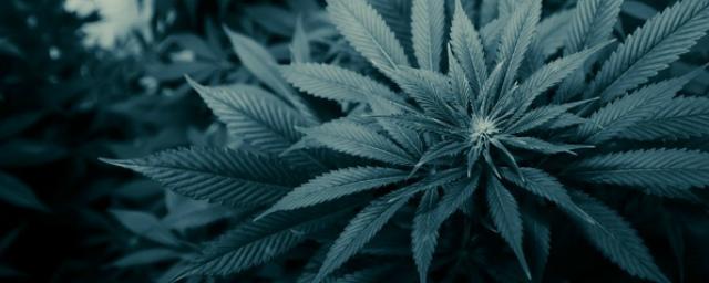 Парламент Нидерландов одобрил легализацию выращивания марихуаны
