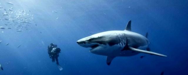 В Сети опубликовали шокирующее видео с дайверами и акулой в Египте