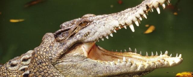 В Муроме обнаружили автомобиль с трупами питона и крокодила