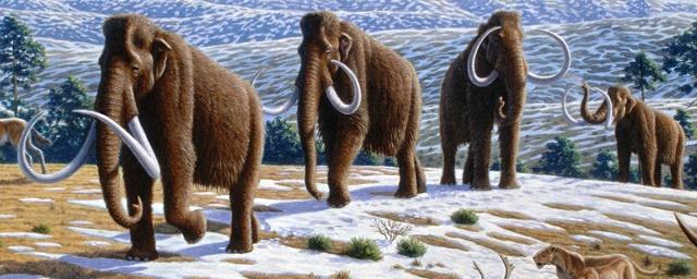 Генетики: В древние времена слоны скрещивались с мамонтами