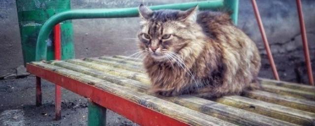 В Москве бездомный кот напал на дипломата из Китая