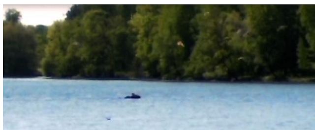 В гатчинском парке в озере купался лосенок