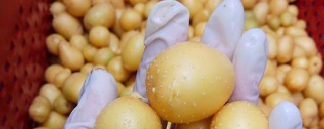 В Новгородской области наращивают производство мини-клубней картофеля