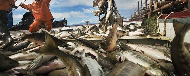 В торговые точки Хабаровска до 24 сентября поступит «доступная рыба»