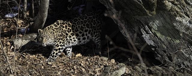 В Приморье самка леопарда Бэри родила двух детенышей