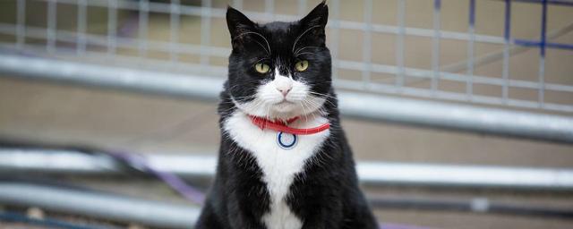МИД Великобритании запретил кормить кота Палмерстона
