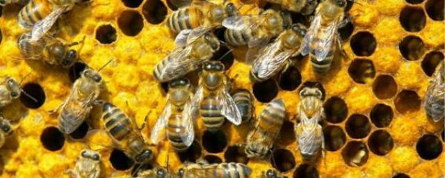 В Калужской области задержан мужчина по подозрению в убийстве пчел