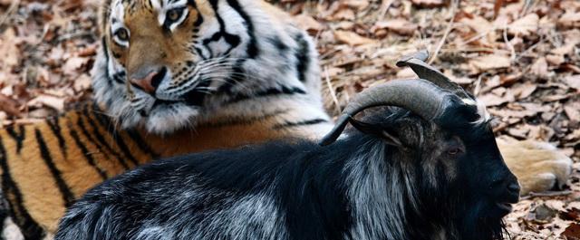 Раненного тигром Амуром козла Тимура отправили на лечение в Москву