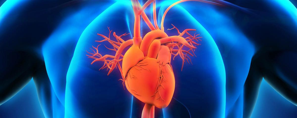 Ученые создали сокращающееся «сердце-на-чипе» для тестирования лекарств