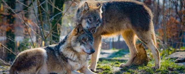В Волгоградской области 15 сентября открылась охота на волка и шакала