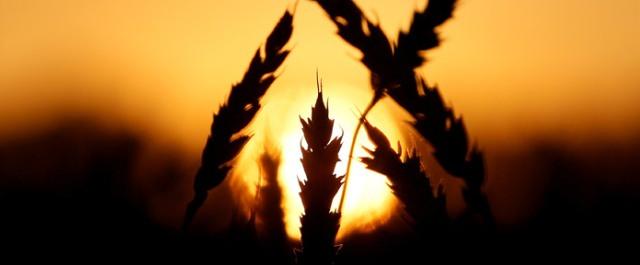 Российская пшеница будет ввозиться в Турцию без ограничений