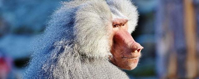 Ученые пересадили сердце свиньи в тело примата