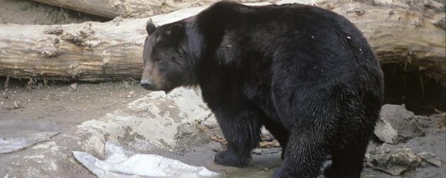 В Московском зоопарке медведи вышли из спячки позже обычного