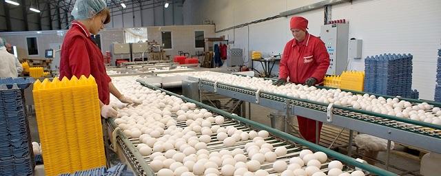 В Заокском районе построят завод по переработке куриного яйца