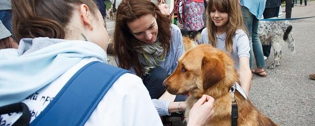 В Брянске волонтеры провели фестиваль в поддержку бездомных животных