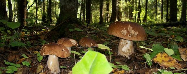 В Нижегородской области зафиксирован рекордный урожай грибов