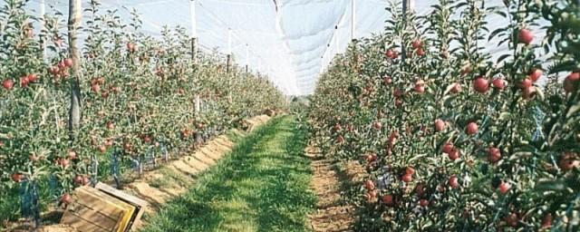 В Калининградской области заложат 200 гектаров промышленных садов