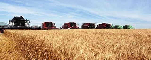 В Курской области намолочен первый миллион тонн зерна
